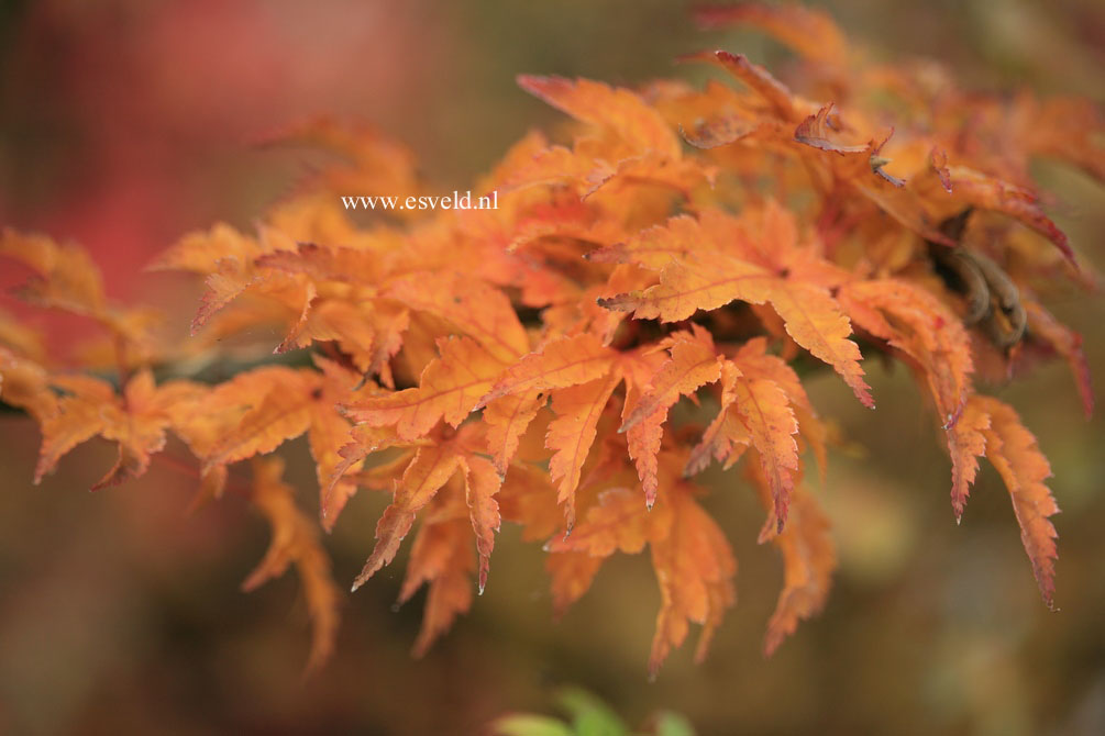 Acer palmatum 'Mei-jishi'