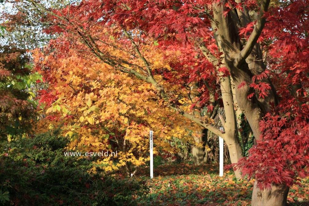 Acer palmatum 'Meihoh-nishiki'
