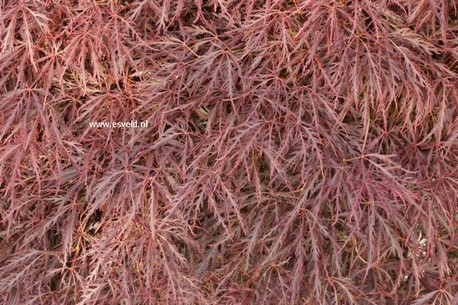 Acer palmatum 'Mioun'
