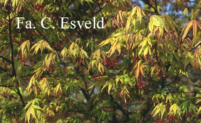 Acer palmatum 'Mon zukushi'