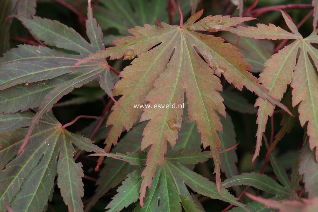 Acer palmatum 'Murasaki-yama'