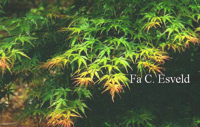 Acer palmatum 'Mure-hibari'