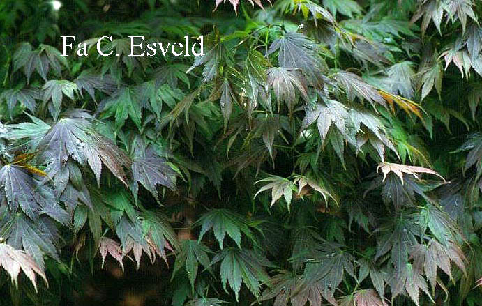 Acer palmatum 'Muro-gawa'