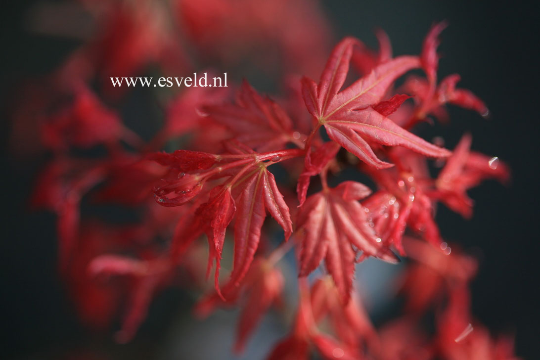 Acer palmatum 'Naniwa-beni'