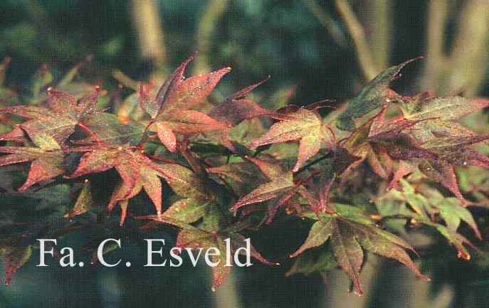 Acer palmatum 'Nure-sagi'