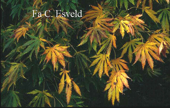 Acer palmatum 'Omura-yama