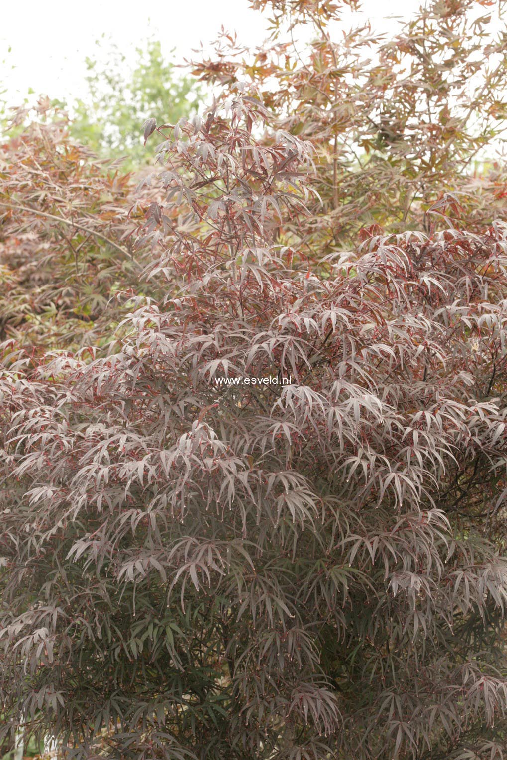Acer palmatum 'Pung Kill'