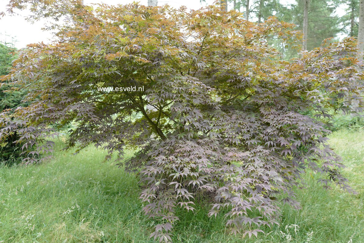 Acer palmatum 'Red Jonas'