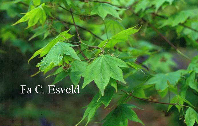 Acer palmatum 'Rufescens'