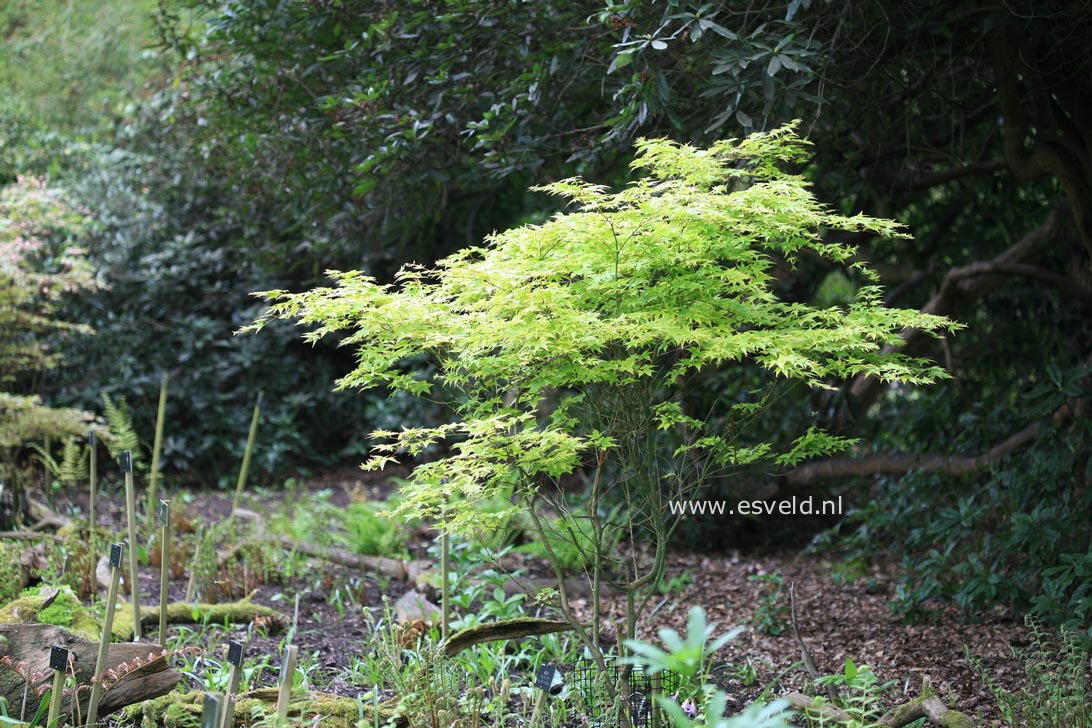 Acer palmatum 'Sagara-nishiki'