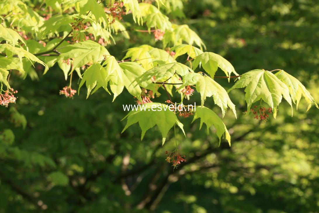 Acer palmatum 'Saotome'