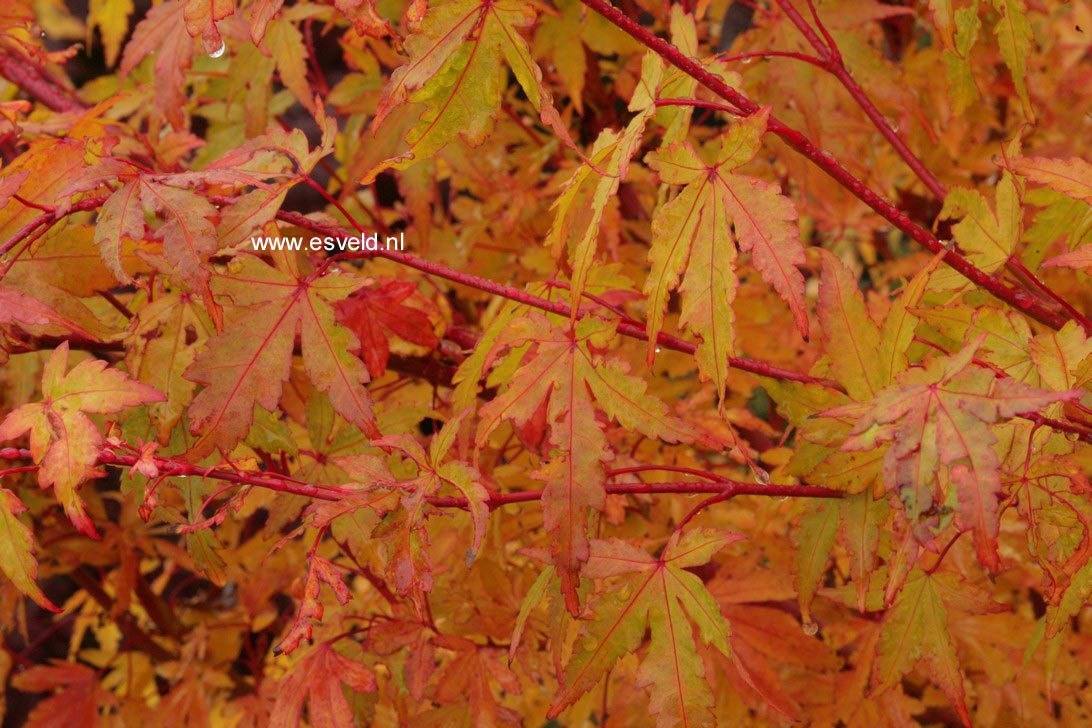 Acer palmatum 'Senski'