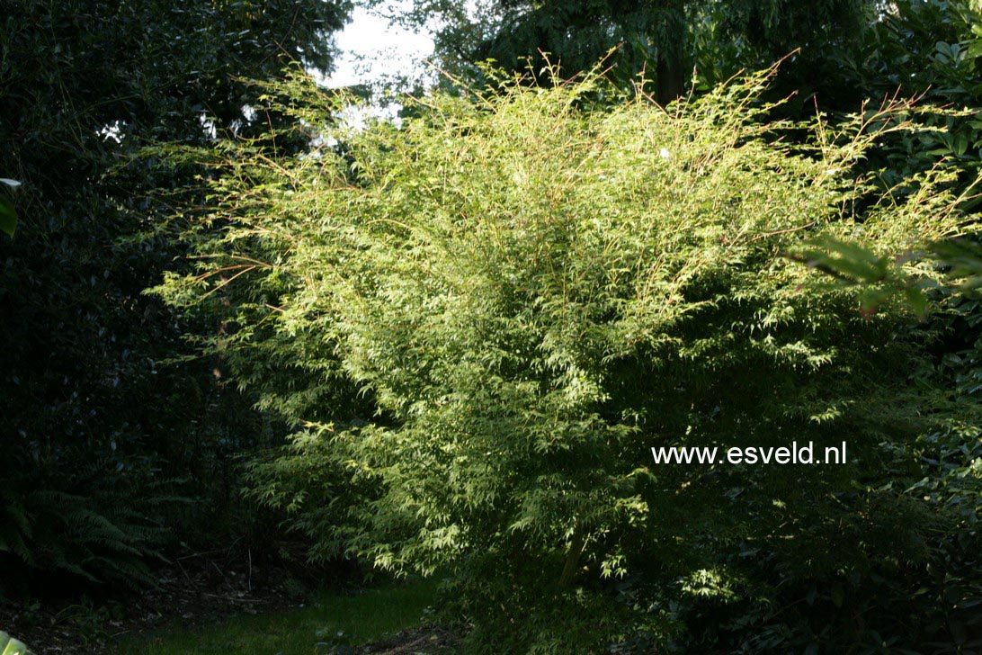 Acer palmatum 'Sharp's Pygmy'