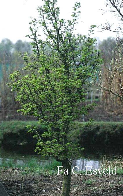 Acer palmatum 'Shishi-gashira'