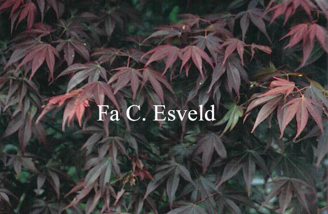Acer palmatum 'Shishighosan'