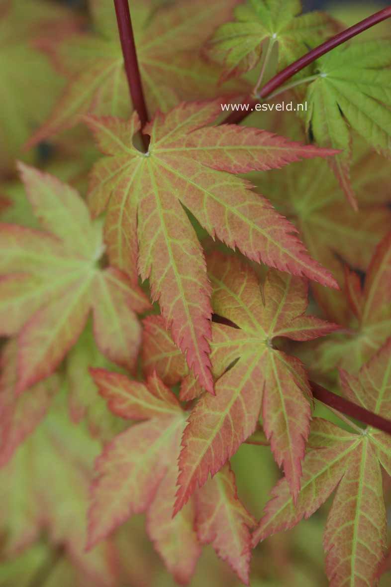 Acer palmatum 'Summer Gold'