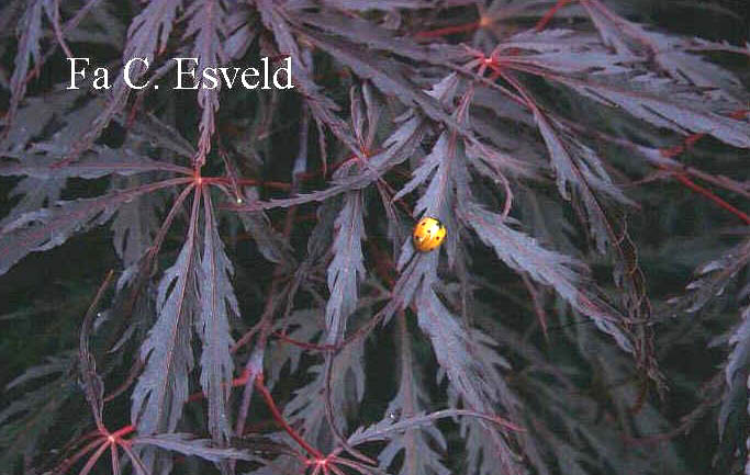 Acer palmatum 'Tamuke-yama'