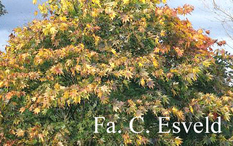 Acer palmatum 'Tatsuta'