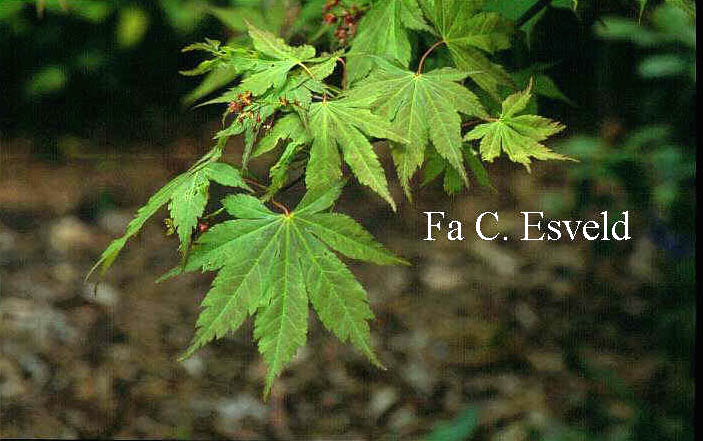 Acer palmatum 'Tsukubane'