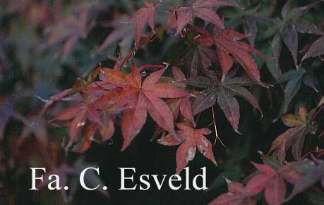 Acer palmatum 'Tsukushi-gata'