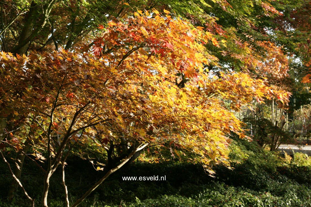 Acer palmatum 'Umegae'