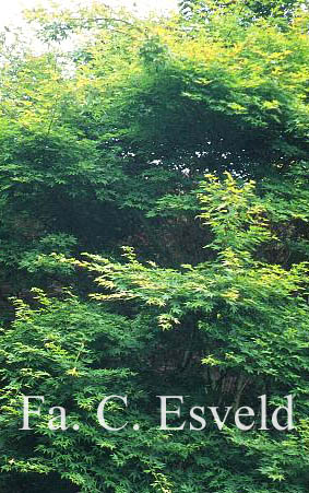 Acer palmatum 'Volubile'