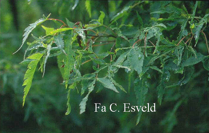 Acer palmatum 'Wabito'