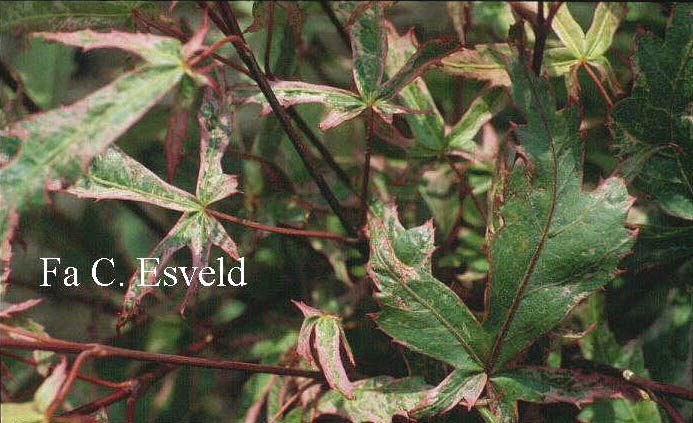 Acer palmatum 'Wakehurst Pink'