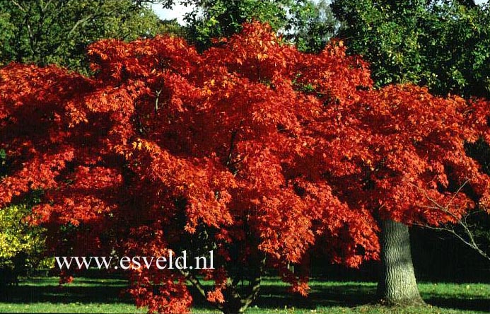Acer palmatum 'Westonbirt Red'