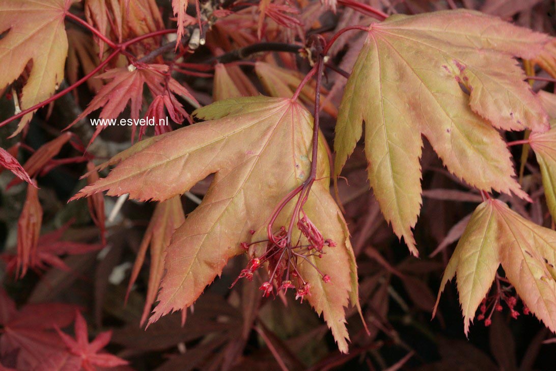 Acer palmatum 'Yagyu-no-sato'
