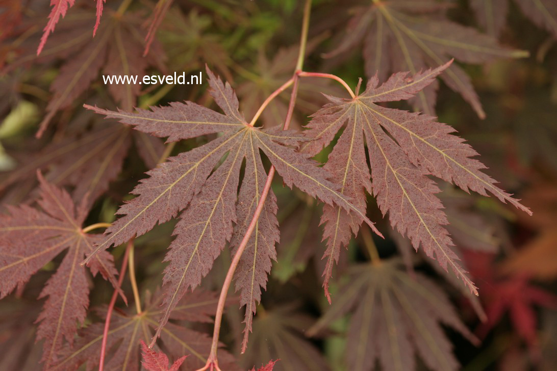 Acer palmatum 'Yama-no-suso'