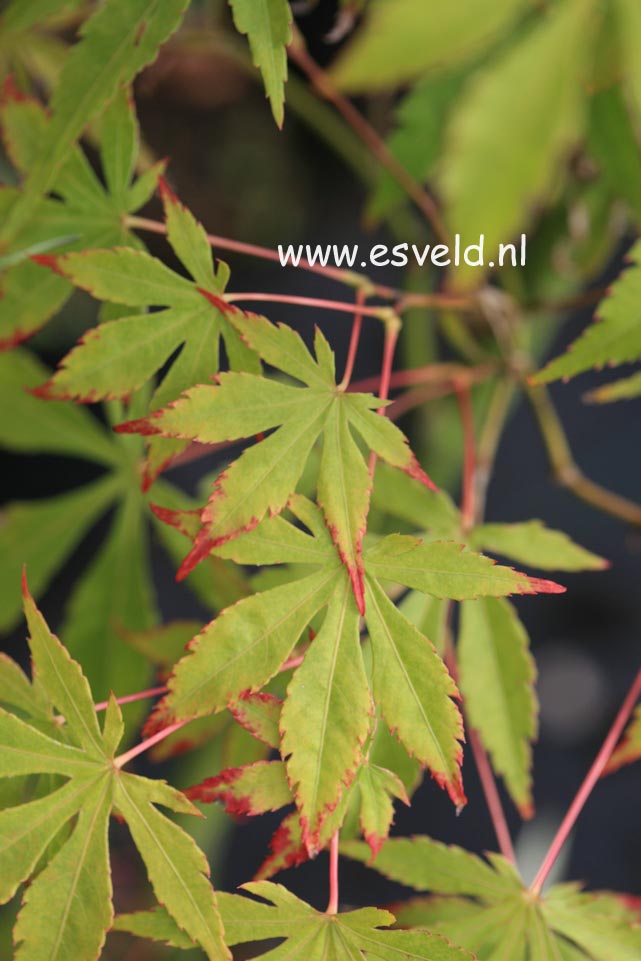 Acer palmatum 'Yoshimizu'