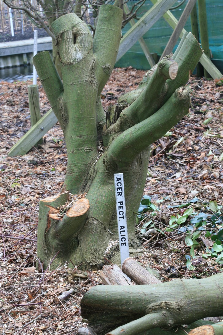 Acer pectinatum 'Alice'