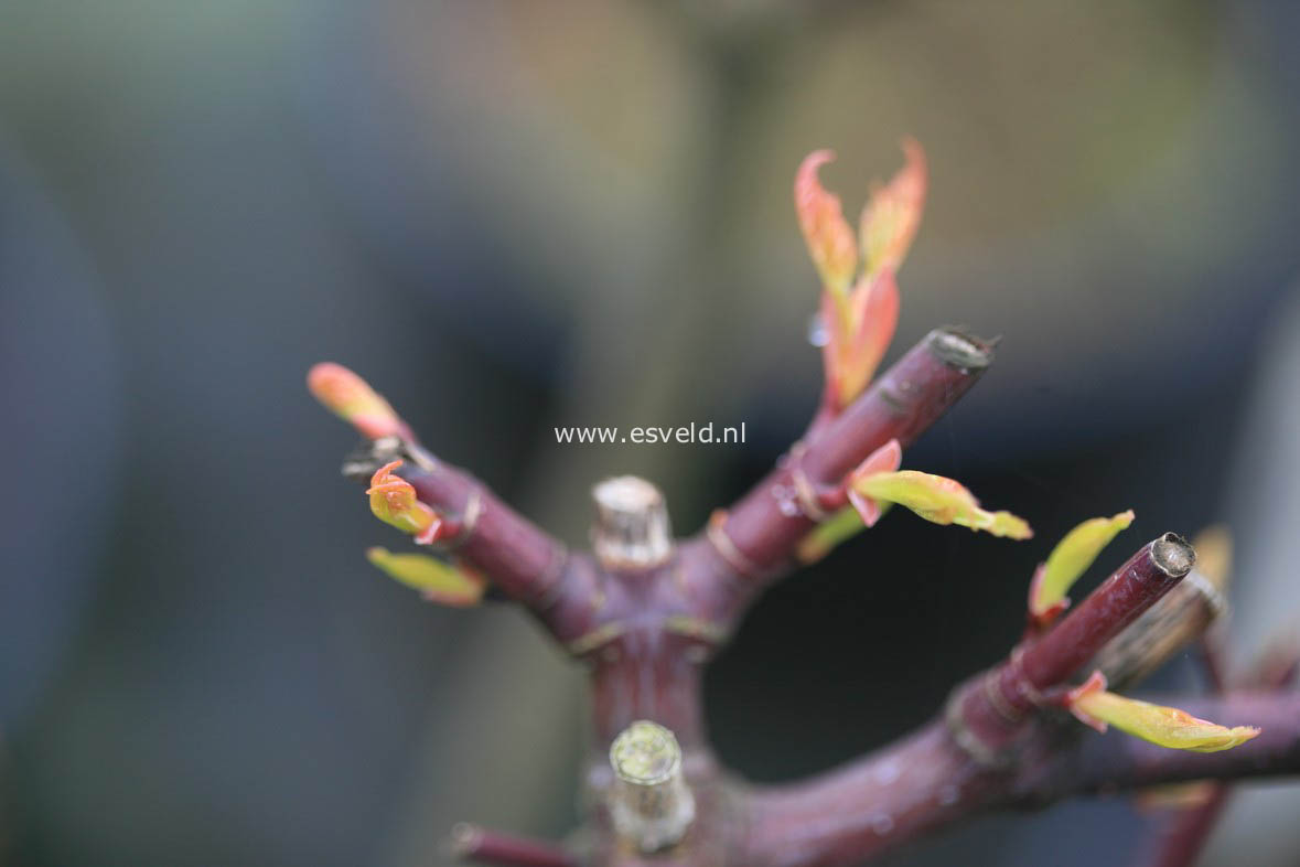 Acer pectinatum 'Sirene'