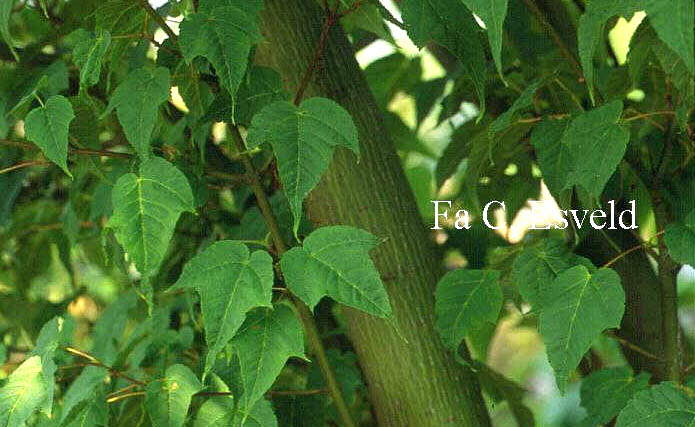 Acer pectinatum ssp. forrestii