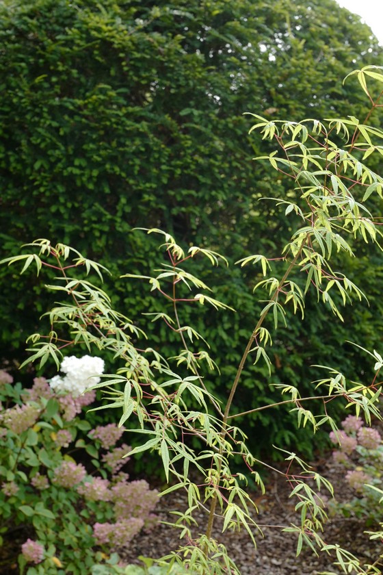 Acer pentaphyllum