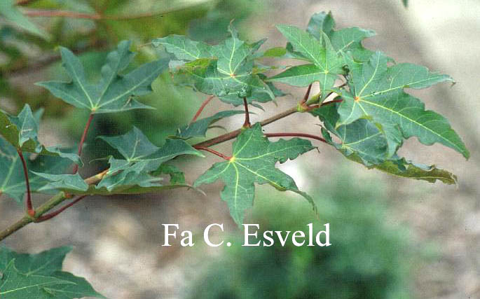 Acer pictum ssp. okomotoanum
