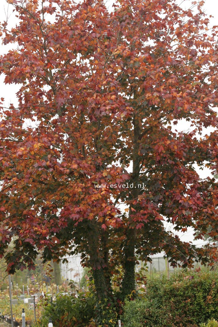 Acer platanoides 'Crimson King'
