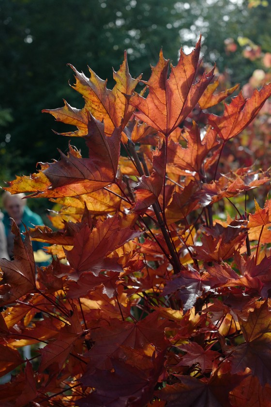Acer platanoides 'Crimson Sentry'