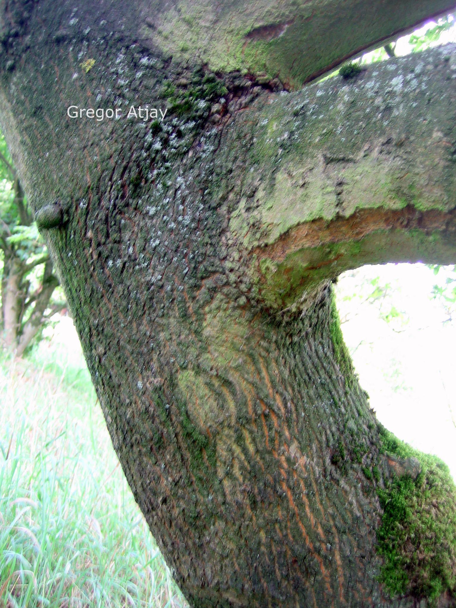 Acer platanoides 'Dissectum'