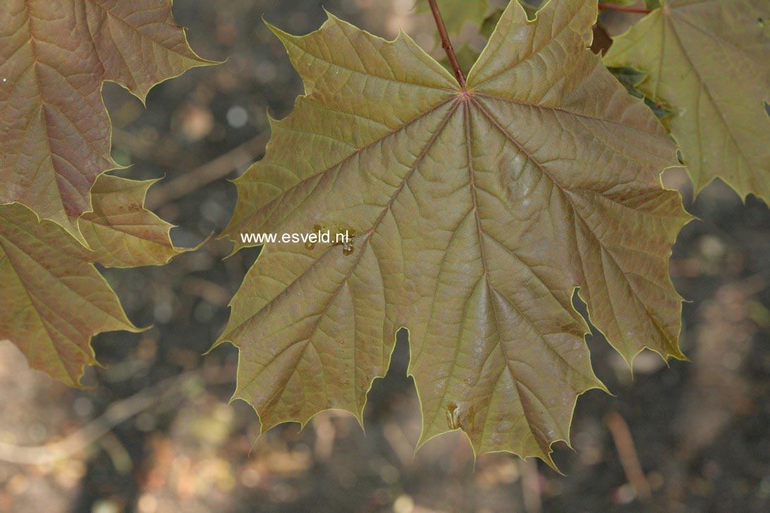 Acer platanoides 'Meyering'