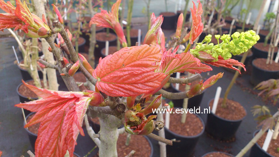 Acer pseudoplatanus 'Leat's Cottage'