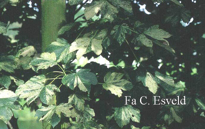 Acer pseudoplatanus 'Prince Camille de Rohan'