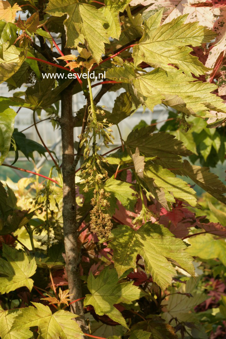 Acer pseudoplatanus 'Puget Pink'