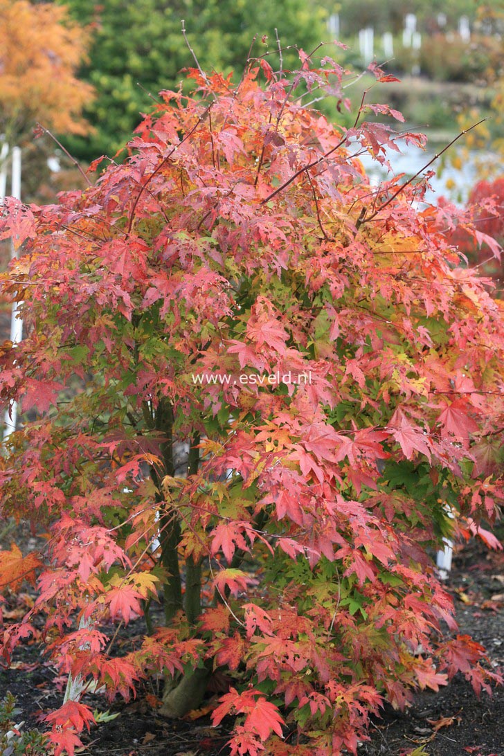 Acer robustum