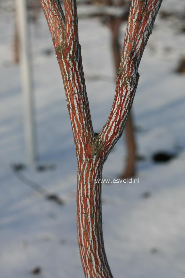 Acer rubescens 'Tickled Pink'