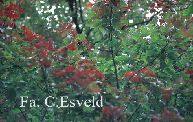 Acer rubrum 'Schlesingeri'