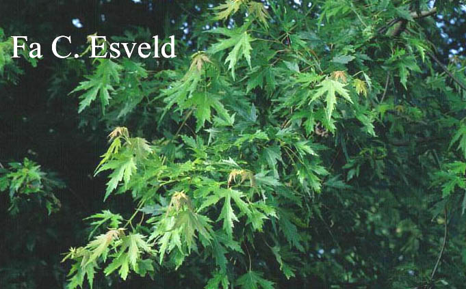 Acer saccharinum 'Beebe's Cutleaf Weeping'