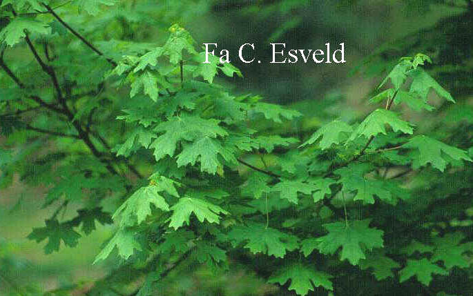 Acer saccharum ssp. grandidentatum