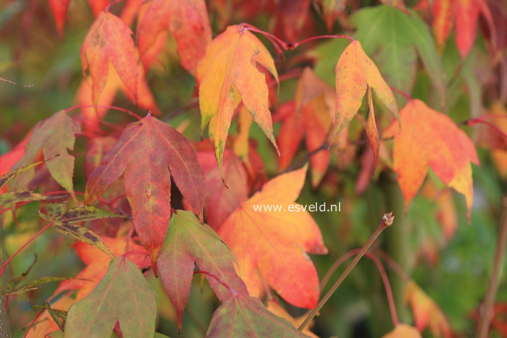 Acer schneiderianum
